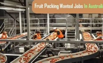  Australia Fruit Packing Jobs 