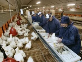 Poultry Farm Jobs in Ireland