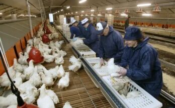 Poultry Farm Jobs in Ireland